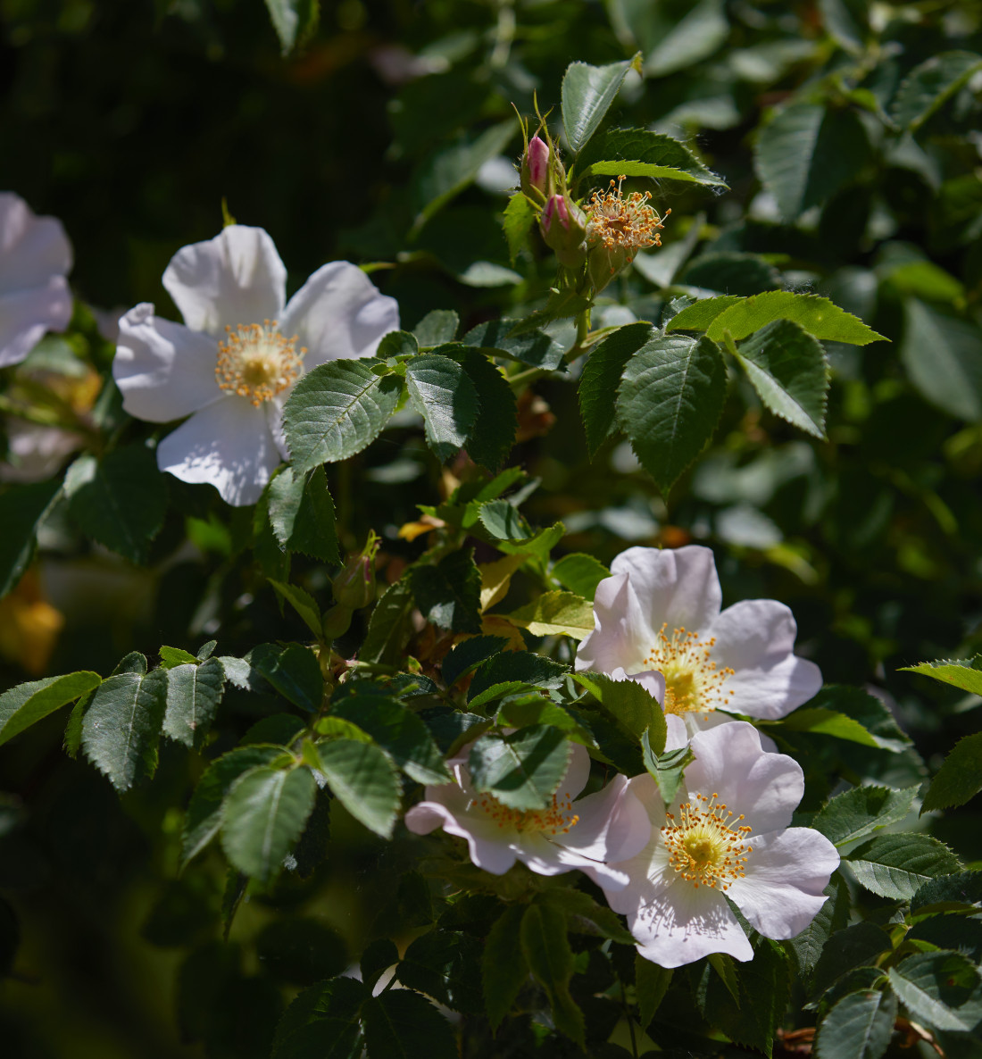 BBW Gollivud porno aktrisalarining Vikipediya royxati.